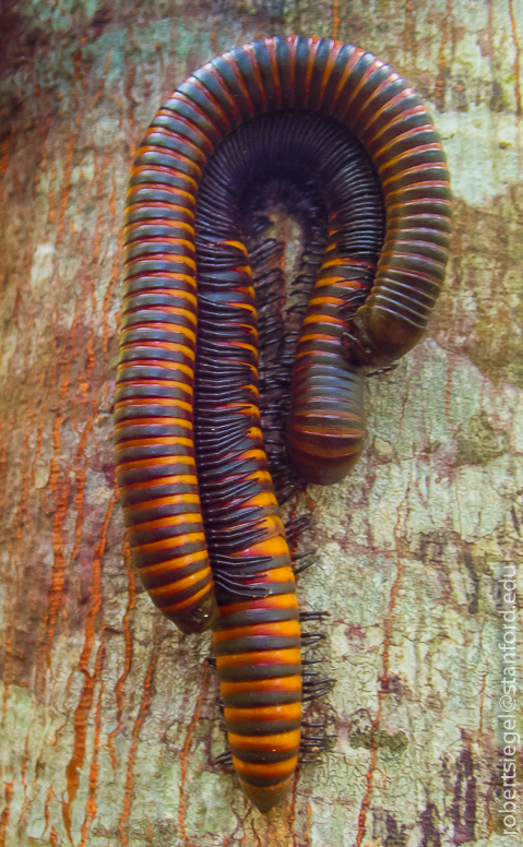 millipede